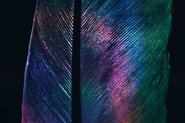 Kuş tüyü neon renkli ışığı kapat. Tasarım için güzel bir arka plan dokusu. Makro fotoğrafçılık görünümü.