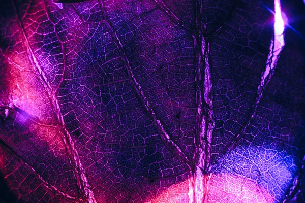 Закрыть Красивый Абстрактный Лист Цветном Свете Красивое Растение Минимально Неоновом — стоковое фото