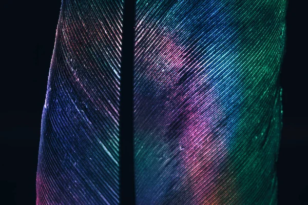 Close Bird Feather Neon Colored Light Beautiful Background Pattern Texture — Stock Photo, Image