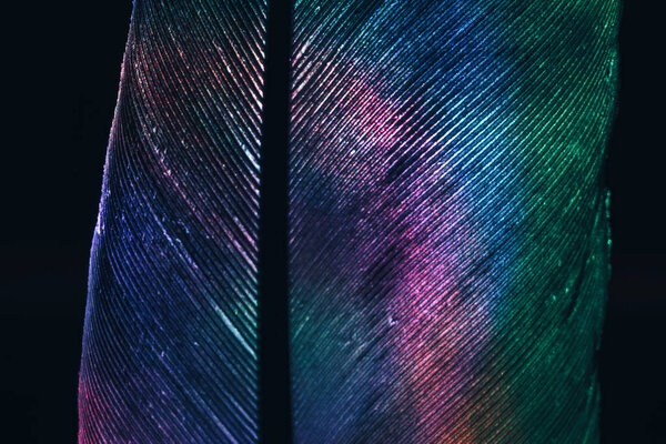 Close up Bird feather neon colored light. Beautiful background pattern texture for design. Macro photography view.