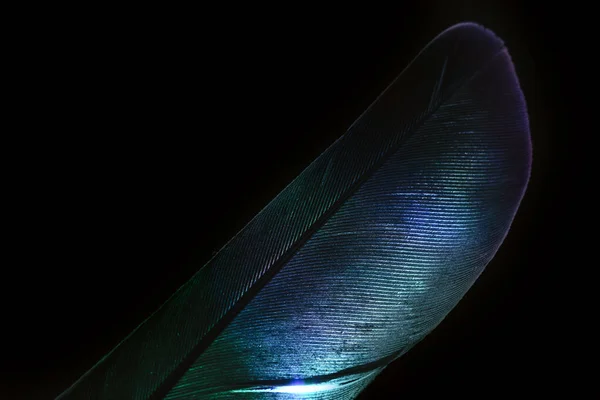 Pluma Pájaro Neón Luz Multicolor Hermosa Textura Patrón Fondo Para — Foto de Stock