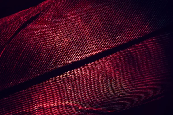 Close Beautiful Red Bird Feather Background Pattern Texture Design Macro — Photo