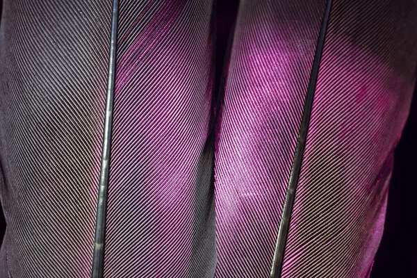 Bird Pink Gray Feather Beautiful Background Texture Pattern Design Macro —  Fotos de Stock