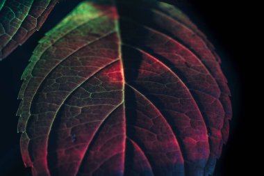 Güzel soyut yaprağı renkli ışıkta kapat. Minimalizm modern tarz konsepti. Tasarım için karanlık arkaplan deseni. 