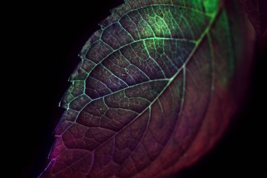 Güzel soyut yaprağı renkli ışıkta kapat. Minimalizm modern tarz konsepti. Tasarım için karanlık arkaplan deseni. 