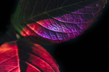 Güzel soyut yaprağı renkli ışıkta kapat. Minimalizm modern tarz konsepti. Tasarım için karanlık arkaplan deseni. 