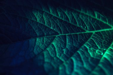 Güzel soyut yaprağı renkli ışıkta kapat. Minimalizm modern tarz konsepti. Tasarım için karanlık arkaplan deseni. 