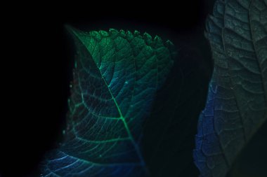 Güzel soyut yaprağı renkli ışıkta kapat. Minimalizm modern tarz konsepti. Tasarım için karanlık arkaplan deseni. 