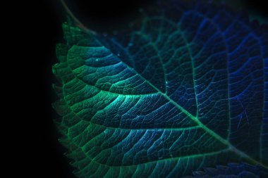 Güzel soyut yaprağı renkli ışıkta kapat. Minimalizm modern tarz konsepti. Tasarım için karanlık arkaplan deseni. 