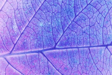 Güzel soyut yaprağı neon ışıkta kapat. Minimalizm modern tarz konsepti. Tasarım için arkaplan modeli. Makro fotoğrafçılık görünümü.