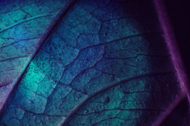 Güzel soyut yaprağı renkli ışıkta kapat. Minimalizm modern tarz konsepti. Tasarım için siyah arkaplan deseni. 