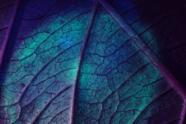 Güzel soyut yaprağı renkli ışıkta kapat. Minimalizm modern tarz konsepti. Tasarım için siyah arkaplan deseni. 