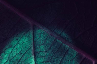 Güzel soyut yaprağı renkli ışıkta kapat. Minimalizm modern tarz konsepti. Tasarım için siyah arkaplan deseni. 