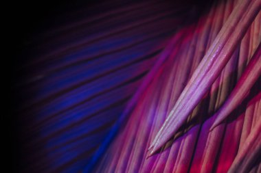 Çok renkli ışıkta güzel palmiye yaprağını kapat. Minimalizm retro tarzı konsept. Tasarım için arkaplan dokusu. 