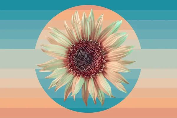 Абстрактне Соняшникове Світло Рослини Прекрасна Рослина Концепція Мінімалізму Ретро Стилю — стокове фото