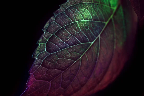 Κοντινό Πλάνο Όμορφο Αφηρημένο Φύλλο Πολύχρωμο Φως Minimalism Σύγχρονη Έννοια — Φωτογραφία Αρχείου