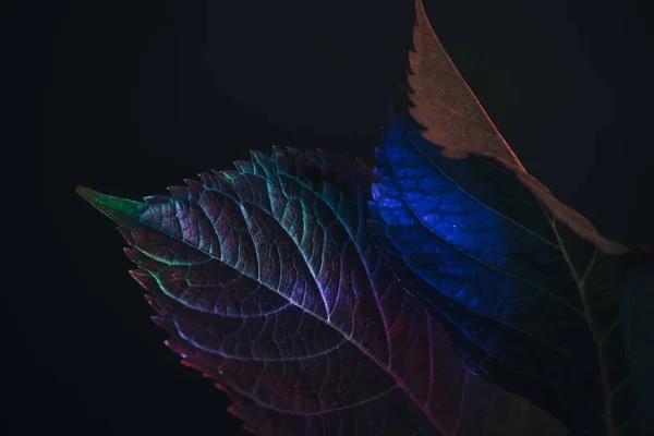 Hermosa Hoja Vieja Descolorida Luz Colorida Sobre Negro Concepto Minimalismo —  Fotos de Stock