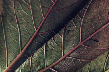 Tasarım için güzel bir yaprak tetra deseni arka planı. Makro fotoğrafçılık görünümü. 