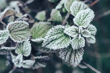 Tasarım için bulanık doğa arkaplanındaki güzel soğuk yaprakları kapat. 