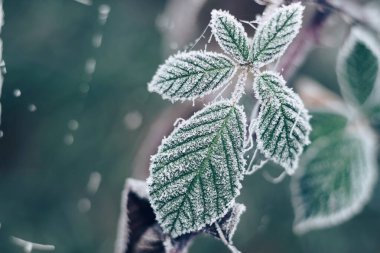Tasarım için bulanık doğa arkaplanındaki güzel soğuk yaprakları kapat. 