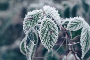 Tasarım için bulanık doğa arkaplanındaki güzel soğuk yaprakları kapat. 