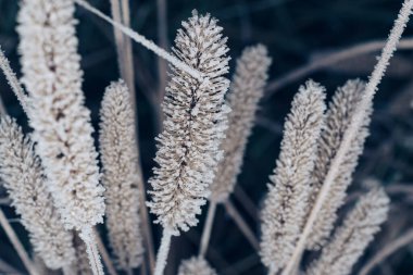 Daha büyük vahşi bir hayvanın güzel donmuş yabani otları. Tasarım için doğa arkaplan dokusu.