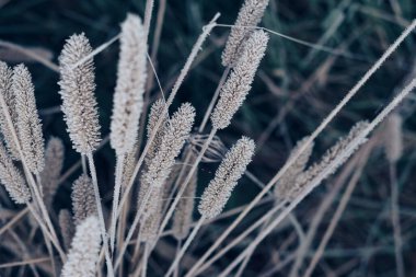 Daha büyük vahşi bir hayvanın güzel donmuş yabani otları. Tasarım için doğa arkaplan dokusu.
