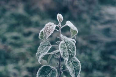 Tasarım için bulanık arkaplanda güzel soğuk yapraklar. 