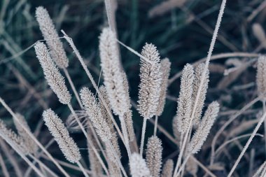 Daha büyük vahşi bir hayvanın güzel donmuş yabani otları. Tasarım için doğa arkaplan dokusu.