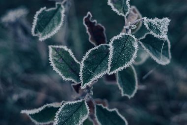 Tasarım için bulanık doğa arkaplanındaki güzel soğuk yaprakları kapat. 