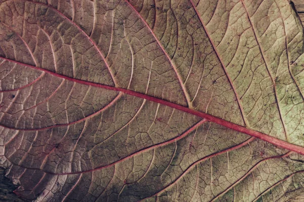 Kahverengi Eski Ahşap Bir Masanın Üzerindeki Solmuş Güzel Yaprağı Kapat — Stok fotoğraf