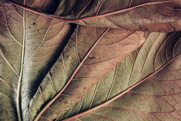 Hermoso Fondo Patrón Tetura Hoja Para Diseño Macro Fotografía Vista —  Fotos de Stock