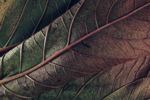 デザインのための美しい葉の質感パターンの背景 マクロ写真ビュー — ストック写真