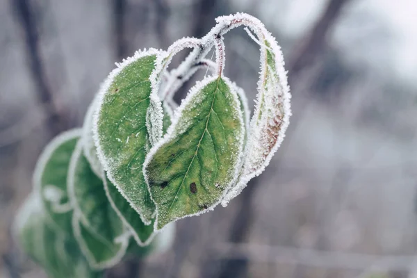 设计时 在模糊的自然背景上 美丽的霜冻树叶 — 图库照片