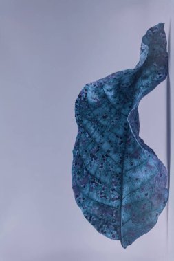 Güzel solmuş yaşlı bir yaprak mavi ışıkta. Minimalizm sonbahar tarzı konsept. Tasarım için arkaplan deseni.