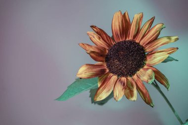 Soyut ayçiçeği bitki rengi ışığı. Neon ışıkta çok güzel bir bitki. Minimalizm retro tarzı konsept. Tasarım için arkaplan deseni. 