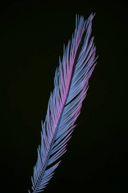 Güzel soluk palmiye yaprağı siyah bir ışıkta. Minimalizm retro tarzı konsept. Tasarım için arkaplan deseni. 