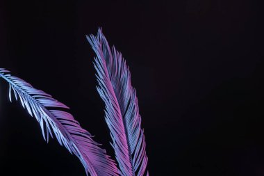 Güzel soluk palmiye yaprakları siyah bir ışıkta parlıyor. Minimalizm retro tarzı konsept. Tasarım için arkaplan dokusu. 