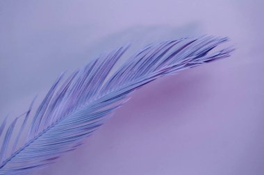 Neon ışığında güzel bir palmiye yaprağı. Minimalizm retro tarzı konsept. Tasarım için arkaplan dokusu. 