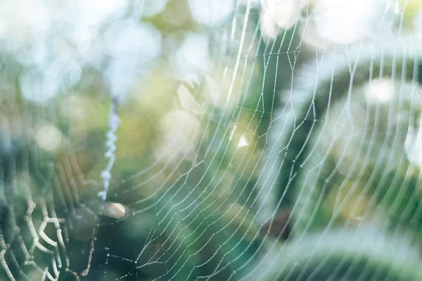 Cobweb or spider\'s web against a natural background, Dew drops on a spider .