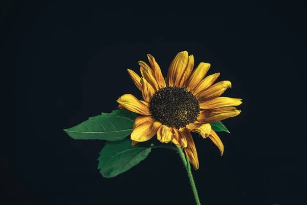 Sunflower plant on a black. Beautiful plant minimal. Minimalism retro style concept. Background pattern for design.