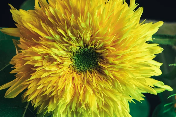 Nahaufnahme Abstrakter Sonnenblumenpflanzen Farbe Licht Schöne Pflanze Minimal Neonlicht Minimalismus — Stockfoto