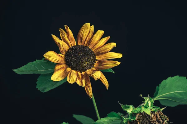 Sunflower plant on a black. Beautiful plant minimal. Minimalism retro style concept. Background pattern for design.