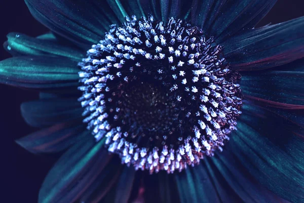 Абстрактні Соняшникові Рослини Забарвлюють Фіолетове Світло Красива Рослина Мінімальна Неоновому — стокове фото