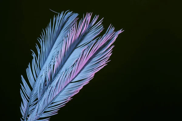 Belas Folhas Palma Desbotadas Luz Néon Preto Minimalismo Conceito Estilo — Fotografia de Stock