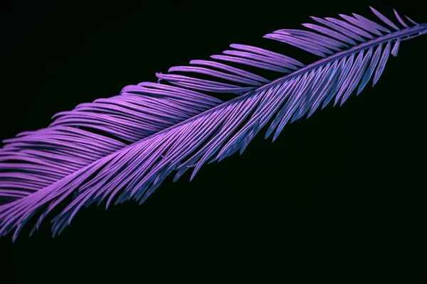 Krásný Vybledlý Palmový List Neonovém Světle Černé Koncept Minimalismu Retro — Stock fotografie