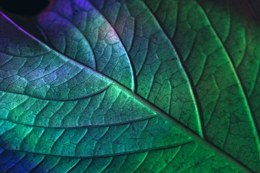 Close up Beautiful abstract leaf in colorful light. Minimalism modern style concept. Dark Background pattern for design.  clipart