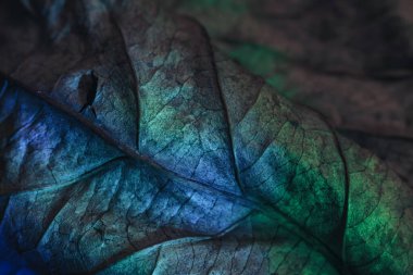 Güzel soyut yaprağı neon ışıkta kapat. Minimalizm modern tarz konsepti. Tasarım için arkaplan modeli. Makro fotoğrafçılık görünümü.