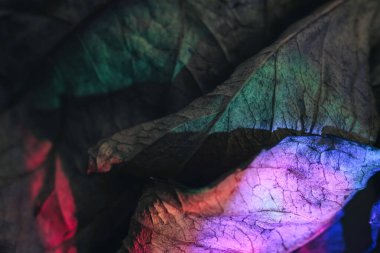 Güzel soyut yaprağı neon ışıkta kapat. Minimalizm modern tarz konsepti. Tasarım için arkaplan modeli. Makro fotoğrafçılık görünümü.