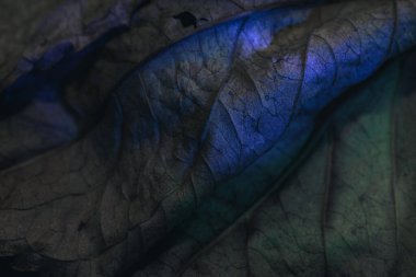 Güzel soyut yaprağı neon ışıkta kapat. Minimalizm modern tarz konsepti. Tasarım için arkaplan modeli. Makro fotoğrafçılık görünümü.